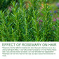 Jaysuing Rosemary Shampoo – Anti-Hair Loss, Oil Control, Volumizing & Smoothing