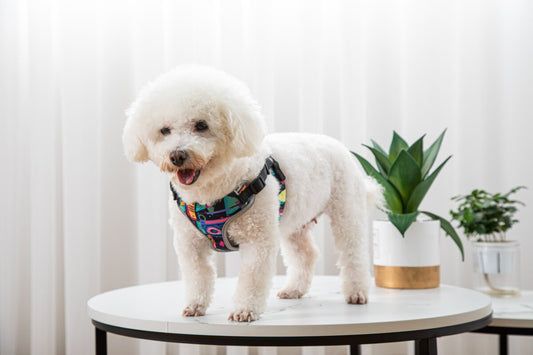 Pet Dog Walking Leash Vest-style Harness