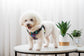 Pet Dog Walking Leash Vest-style Harness